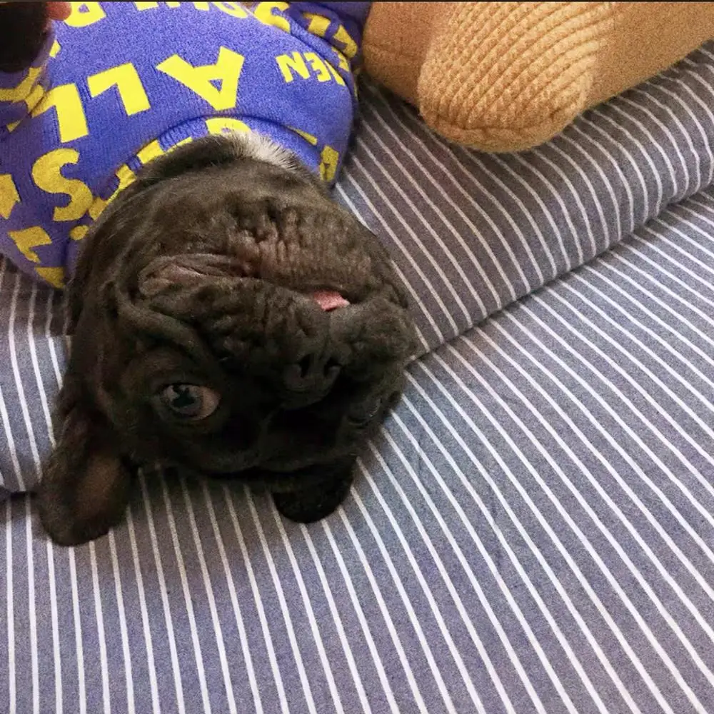 Трикотажное нижнее белье для французского бульдога одежда собак щенков пальто с