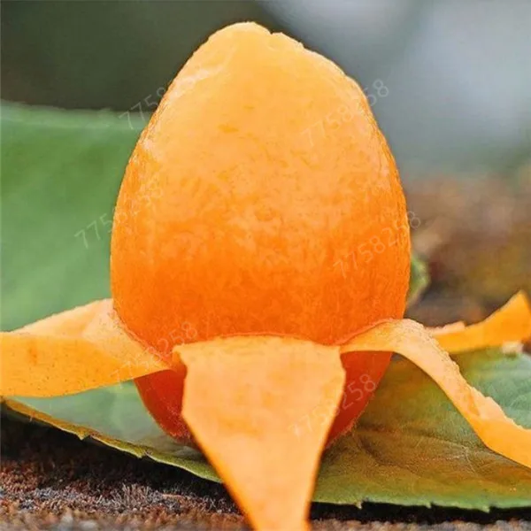 5 шт фрукт локвы дерево мушмула японская куст Такер китайский бонсай сладкий вкус