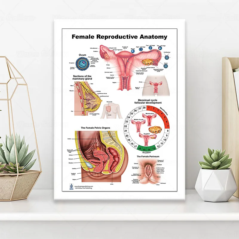 Женская репродуктивная версия анатомия искусство физиотерапия образование