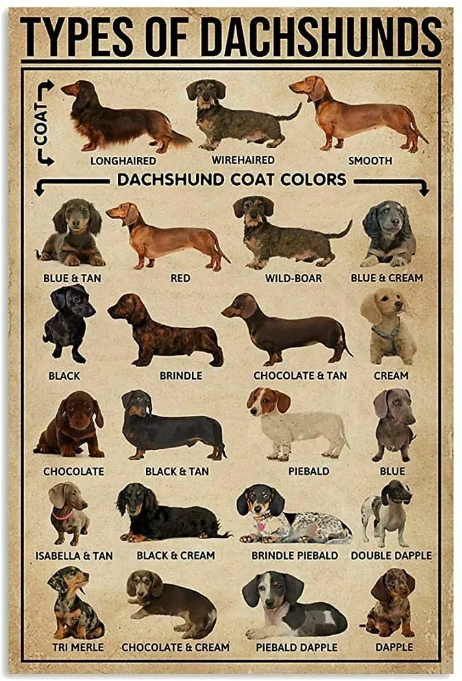 

Dachshund Retro Vintage Tin Sign Bar Cafe Art Bar Decoration Living Room Bedroom Office Decoration 20X30 cm farmhouse decor