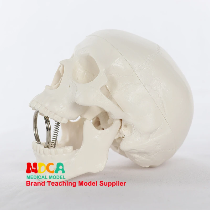 

Resin Skull Medical Teaching Tool White Model 9.2*10*7cm