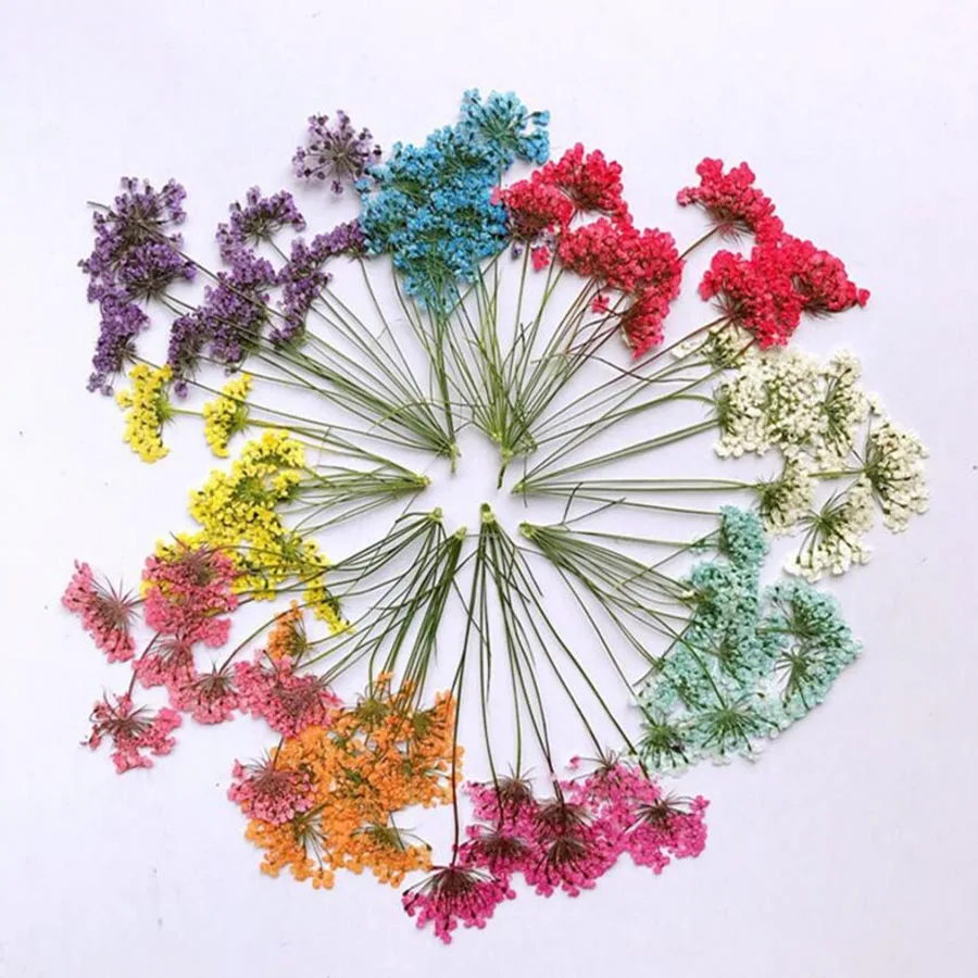 

12pcs Pressed Dried Several Ammi Majus Flower With Stalks Plants Herbarium For Times Gems Jewelry Pendant Rings Flower Making
