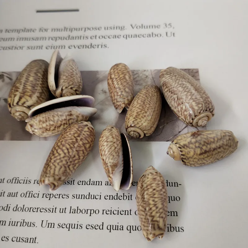 Натуральные раковины для аквариума 10 шт. Декор дома натуральный морской пляж