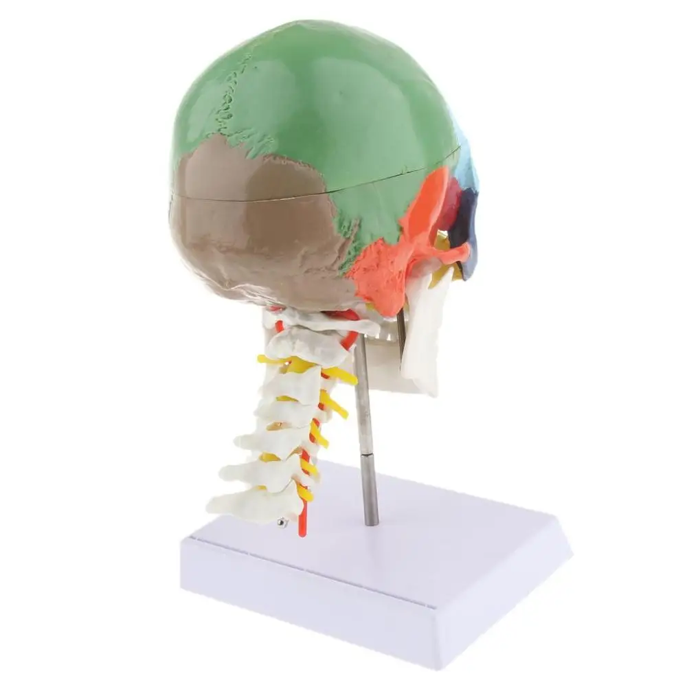 Телескопический череп с шейным позвонком 22 цвета|model skull|anatomical modelhuman anatomy |
