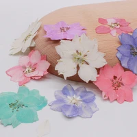 12pcslot real consolida pressed flower for resin embellishments craft festival make up jewellery candles floral art natural