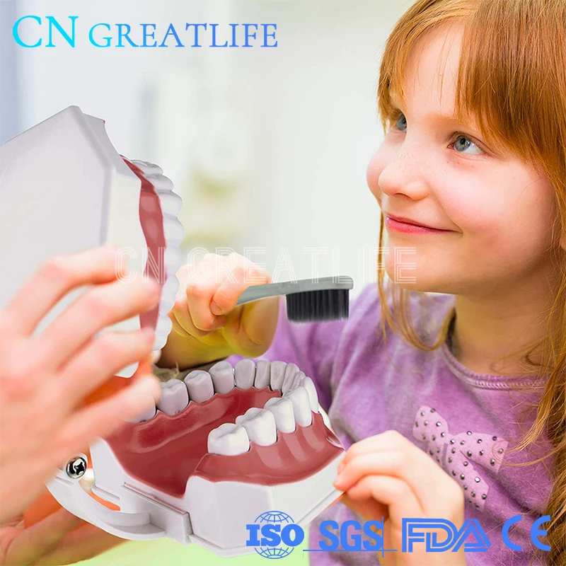 

Large 1:2 Teaching Study Brushing Tooth Model Tools Removable Teeth Model with Removable Lower Teeth for Kids Oral Care Teaching