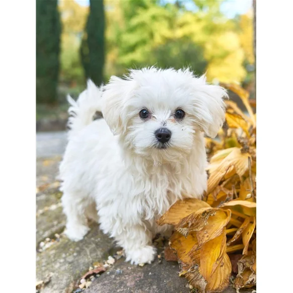 

5D Diy Diamond Painting Pretty white dog Diamond Embroidery Sale Full Square Round Drill Diamond Mosaic Decor