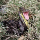 Модель змеи, игрушка для детей, модель змеи, имитация рептилий, гигантский питон, большой питон, дикие животные, модель змеи