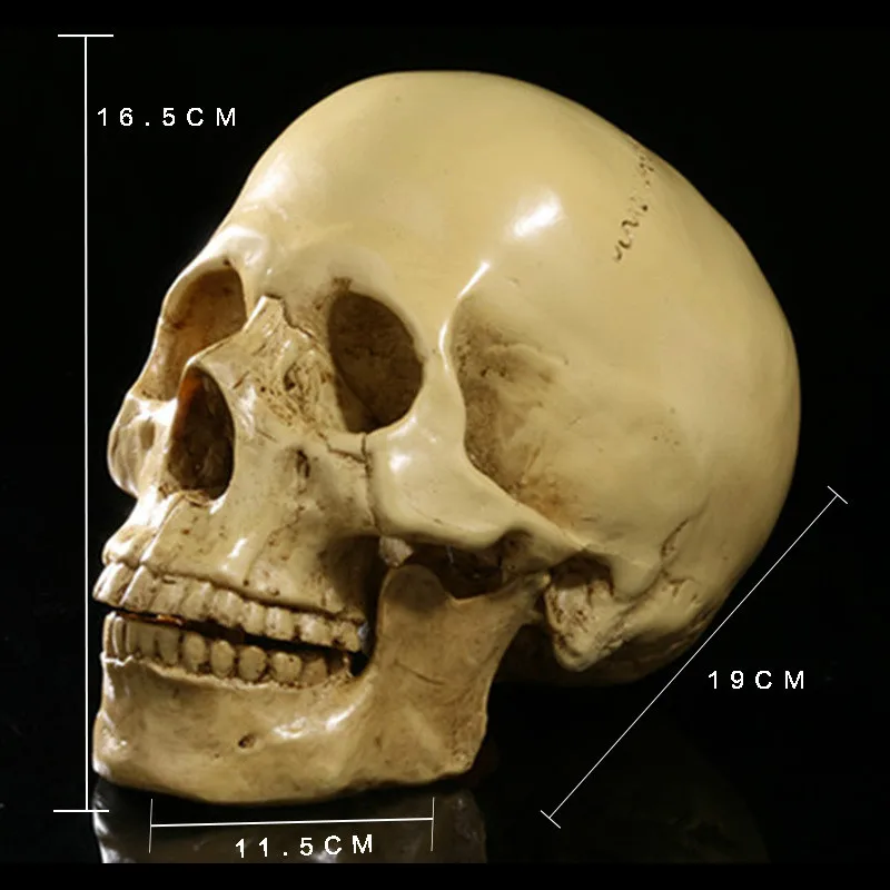 

BUF 1:1 Medical Skull Model Teaching Sketch Human Skull Resin Crafts Home Decoration Statue Sculpture Halloween Gift