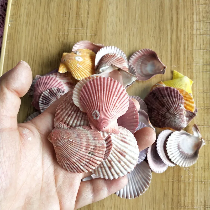 50Pcs color holese conch Scallop Shell Natural Seashell from Sea Beach Large Shell With Holes fo jewelry r DIY Art Craft Decor