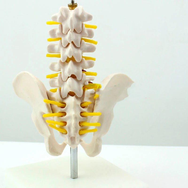 Мини каркас для поясничного интерпозвонков модель из ПВХ пятисекционная скелета