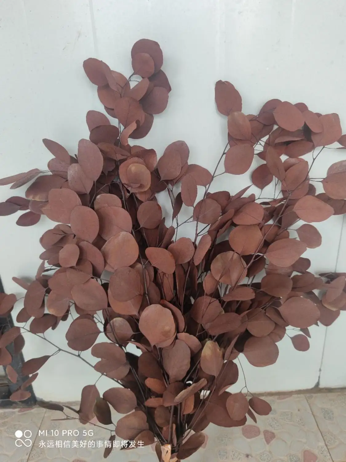 Цветные листья эвкалипта яблока Осенние круглые натуральные вечные 50 г