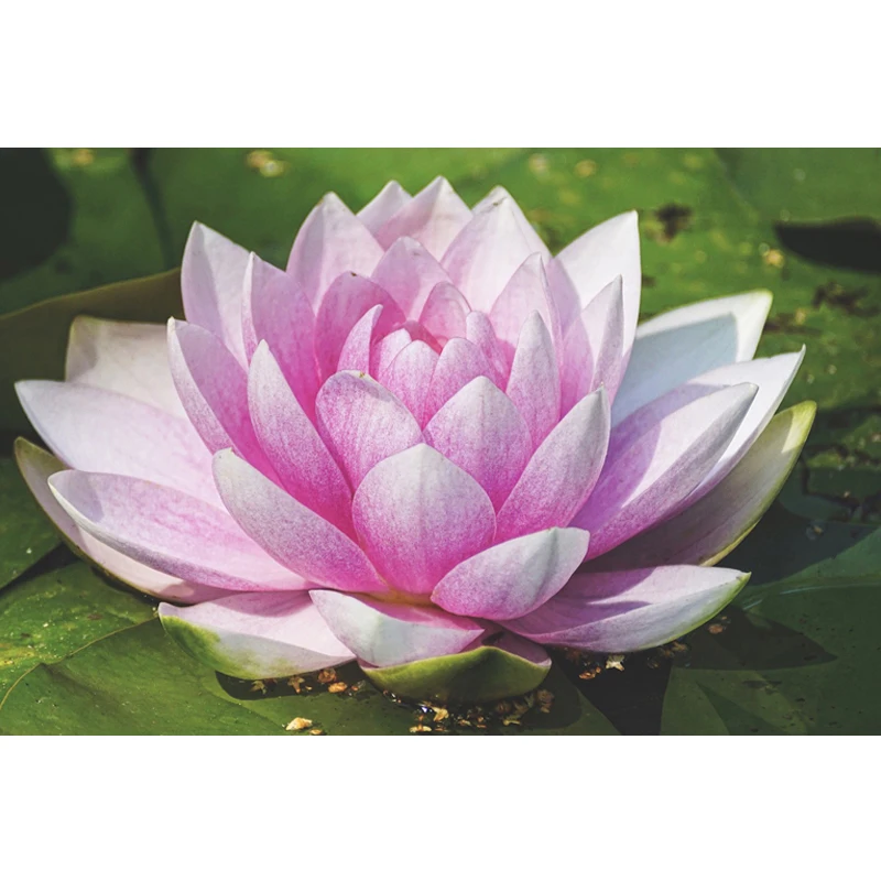 5D алмазная вышивка цветы пейзаж Вышивка крестиком Сделай Сам алмаз цветок лотоса