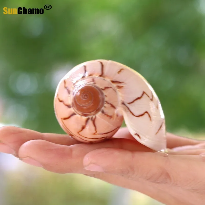 Живописный ракушка микро живописный DIY средиземноморская Дрифтинг Бутылка