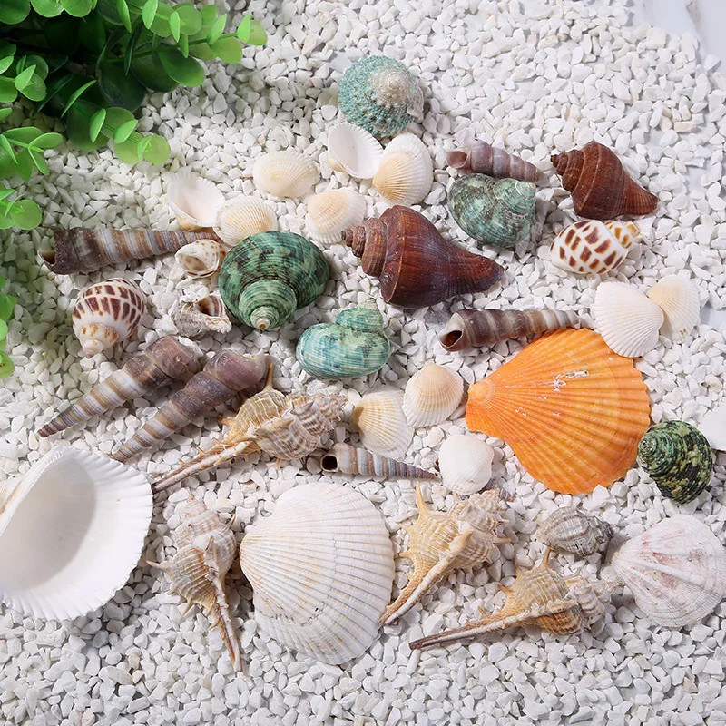 Ландшафтные украшения естественные ракушки Conch подарок аксессуары для аквариума