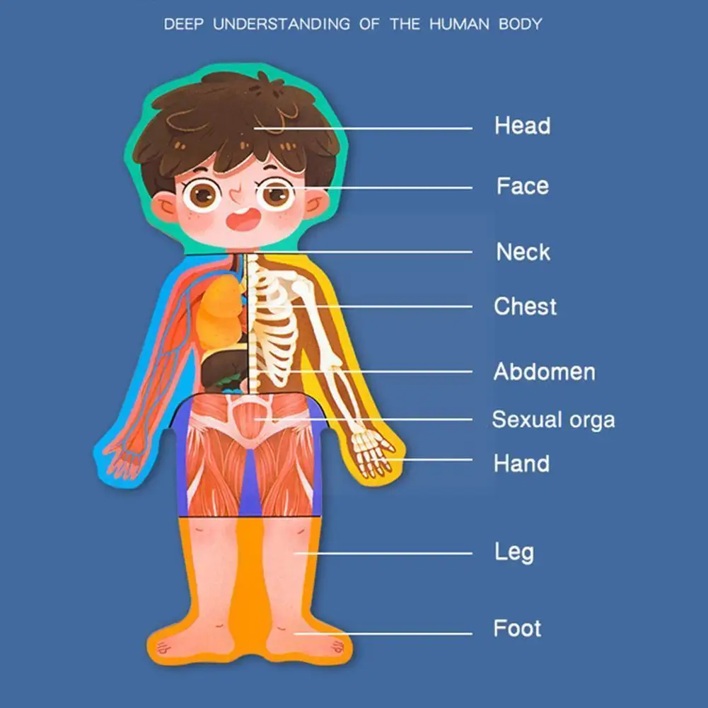 

Paper Children's Magnetic Puzzle Body Structure Training Human Cognitive Organ Association Gifts Educational Toys Hand-eye D6j0