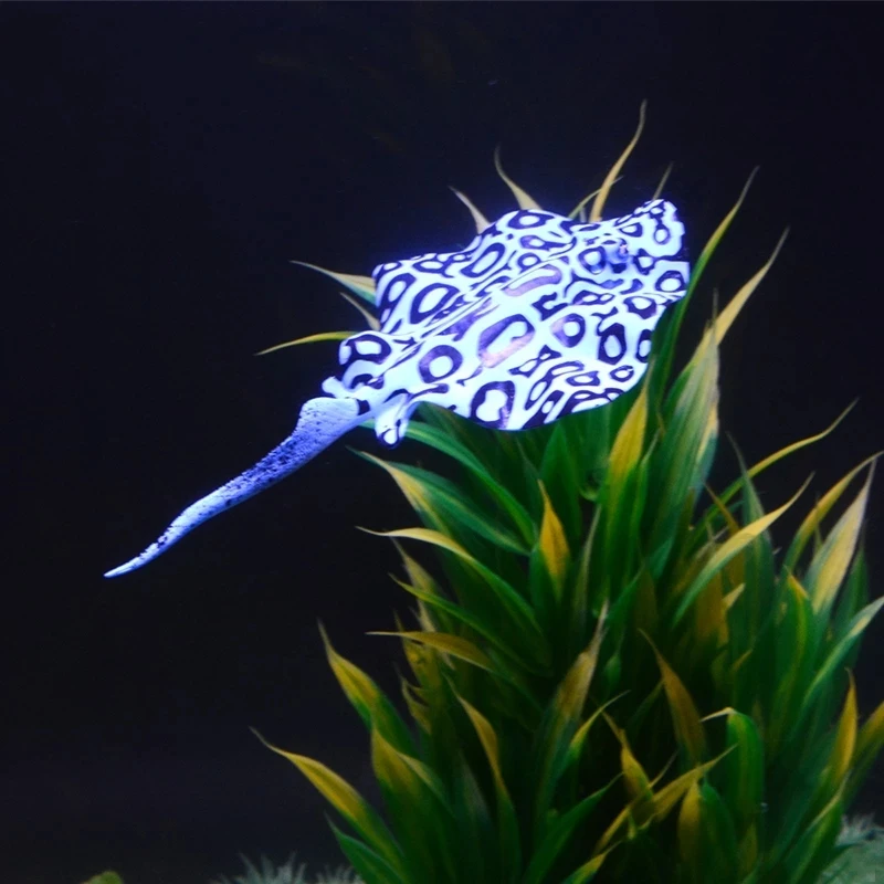 Saim 3 шт. плавающие Искусственные рыбы украшения Batfish поддельные рыбный орнамент