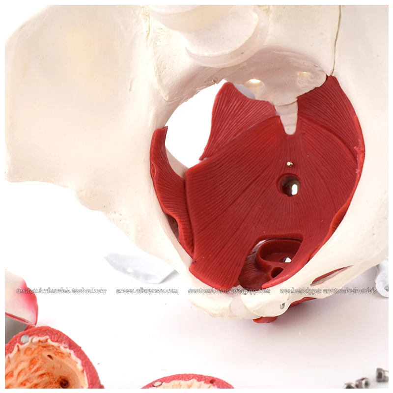 Модель анатомии таза для женщин модель обучения в медицине 12344|uterus model|female pelvis