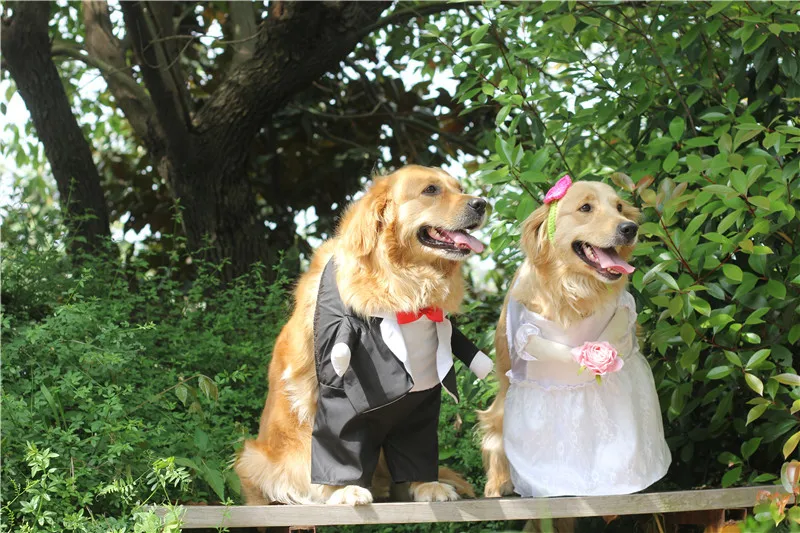 

Pet Funny Transformation Teddy Bichon Suit Golden Retriever Dog Dress Wedding Dress Dog Wedding Clothes Pet Supplies