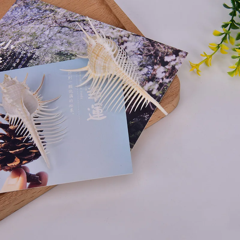 Природные морские раковины мурекс рамосус ракушки 5 14 см для украшения дома