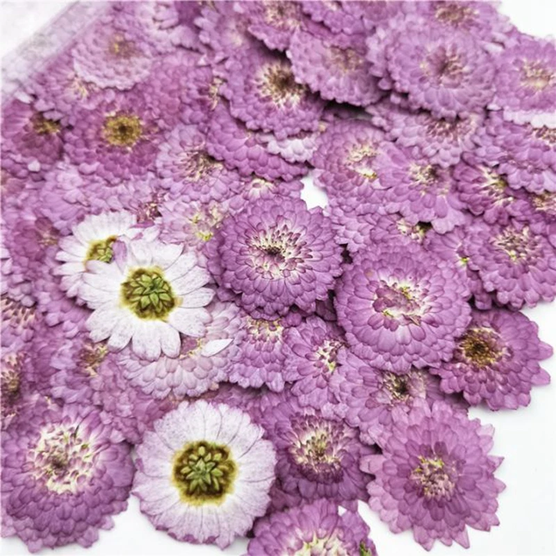 

100 Pcs Natural Pressed Flowers Real Dried Chrysanthemum DIY Art Craft Valentines Gift Bookmark Decoration Scented Candle Decor