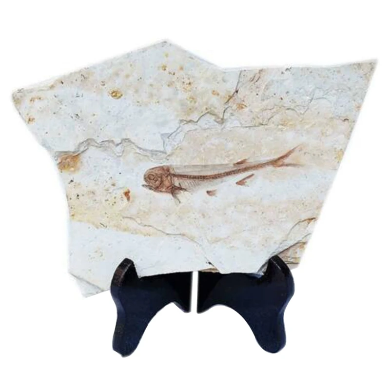 Рыба окаменелость из Западного ляонина Китай 150 миллионов лет назад Lycopter | Дом и