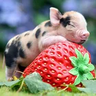 5D алмазная живопись, животные, Свинка и фрукты, полная Алмазная мозаика, распродажа, круглая картина Стразы, алмазная вышивка, иконы, подарок