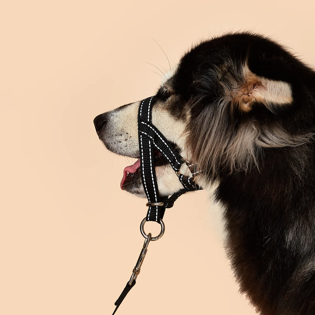 

Nylon Reflective Adjustable Dogs Muzzle with Soft Padding Prevent from Biting, Barking, Chewing