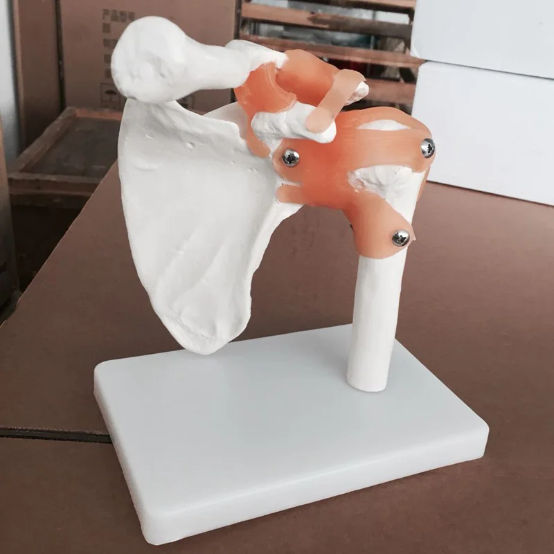 Срок службы Размеры плечевого сустава модель с связями симулятор студент медик