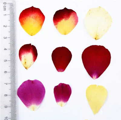 1 5 см/20 шт настоящие лепестки цветов прессованные для DIY свечей подарочная карта