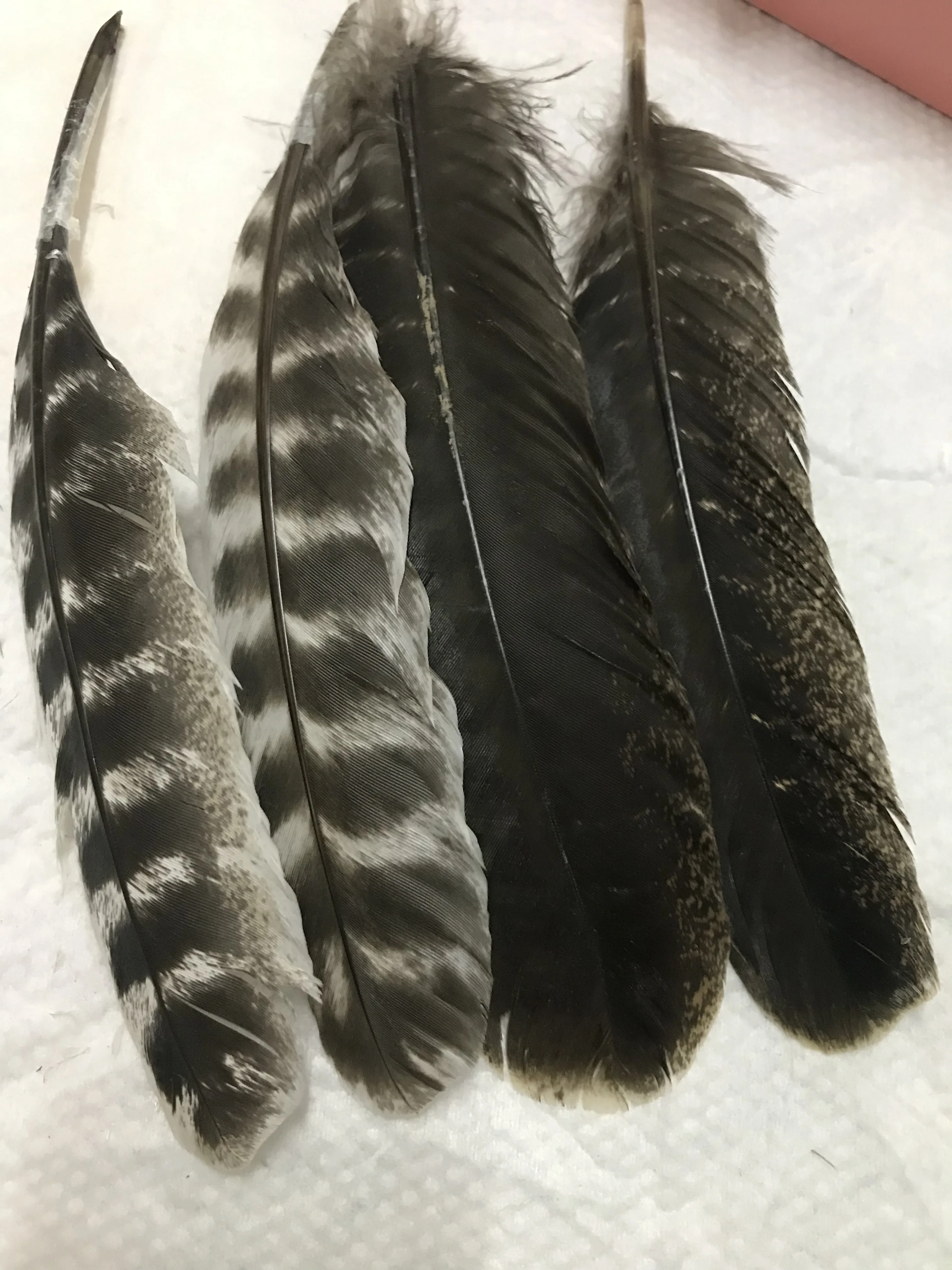 Оптовая продажа 50 шт. натуральные турецкие перья Редкие Дикие фазана для