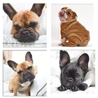 Прекрасный Алмазная вышивка собаки со стразами одежда черного цвета, в горошек, французский бульдог Собака Вышивка крестом Алмазная мозаика рукоделие стены ремесла