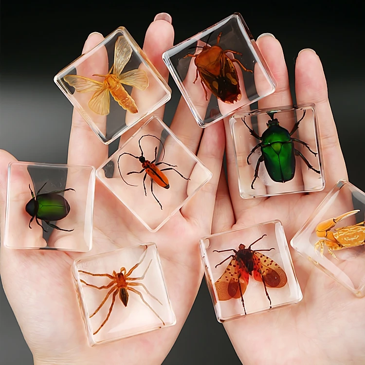 

Real Insect Specimens, Ants, Bees, Cicadas, Scorpions, Crickets, Children’s Cognitive toys, primary school biology teaching