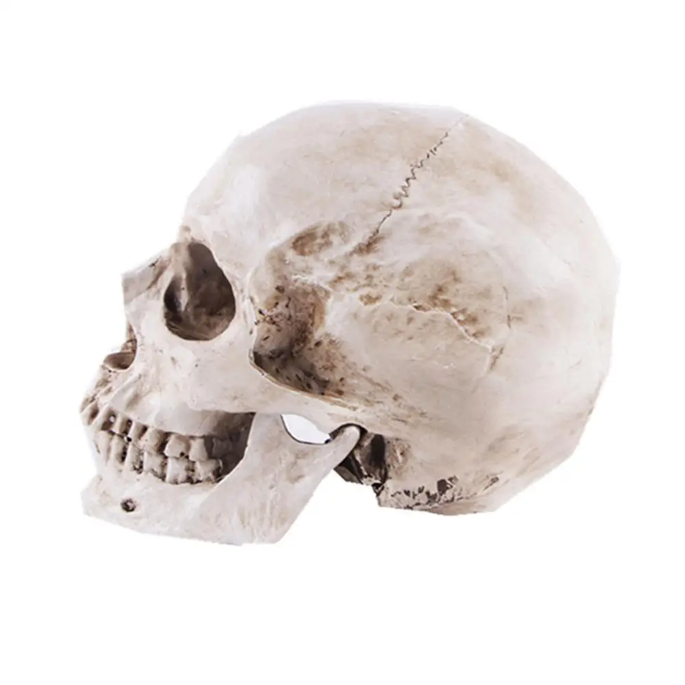 

Resin Imitation Skull Model Simulated Human Skeleton Decoration Display Decorative Gift