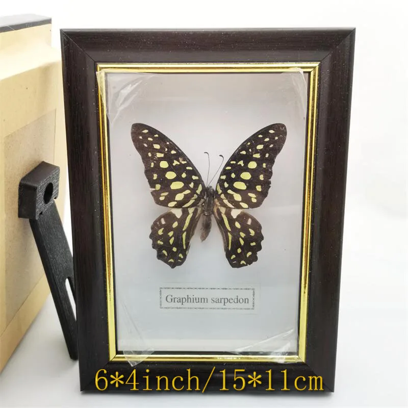 Spread Wings Butterfly Real Specimens Photo Frame Indoor Decoration Home Decorations Insect Sample Figurines Desk Decor | Дом и сад