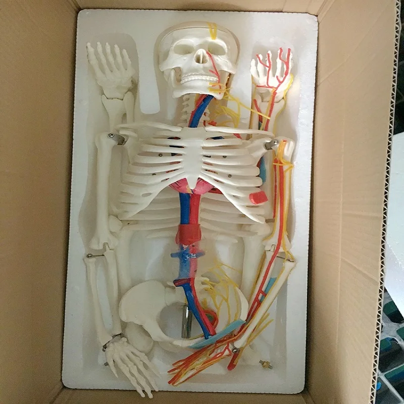 85 см скелет человека модель с сердцем и сосудами BIX-A1005