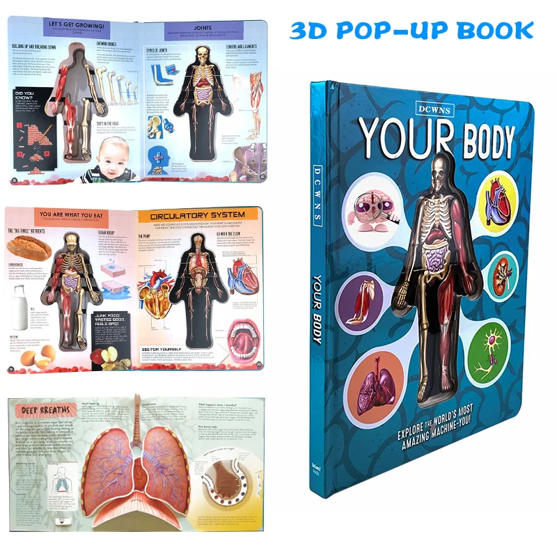 

Newly Anatomy of The Human Body in English Popular Science Book 3D Picture Book Early Education Book for Kid CLA88