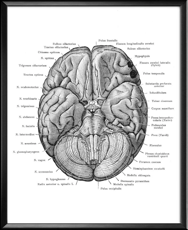 Анатомический мозг тканевые плакаты искусство медицинская Античная анатомия