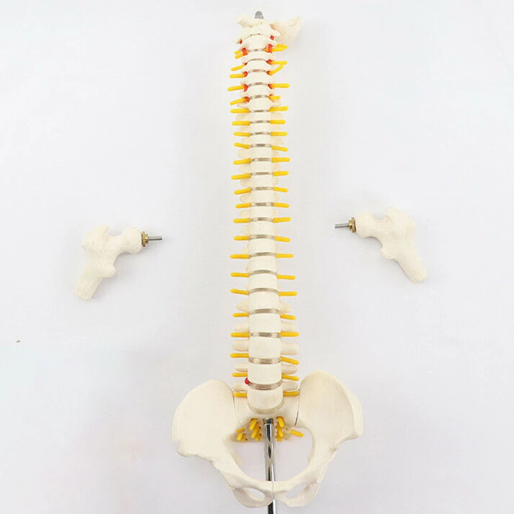 45 см анатомическая модель позвоночника гибкая анатомии обучающий инструмент DQ