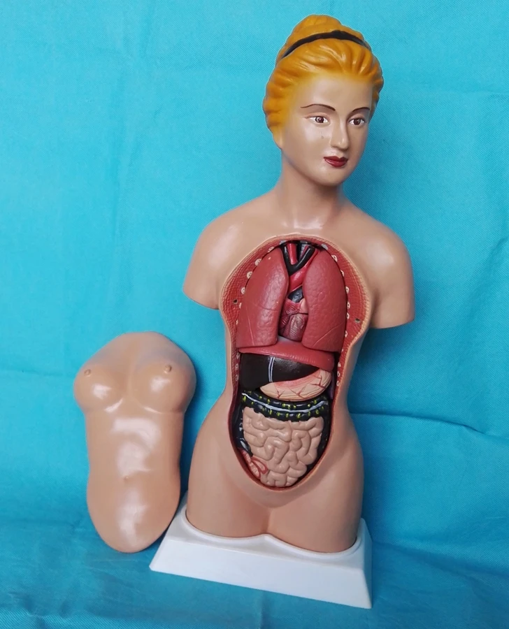 45 см анатомическая модель человеческого торса 16 шт. собранная медицинская тела