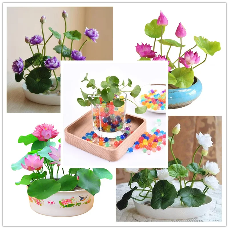 Больше кликов чтобы войти в растение цветы фрукты ВИП подарок кристаллическая