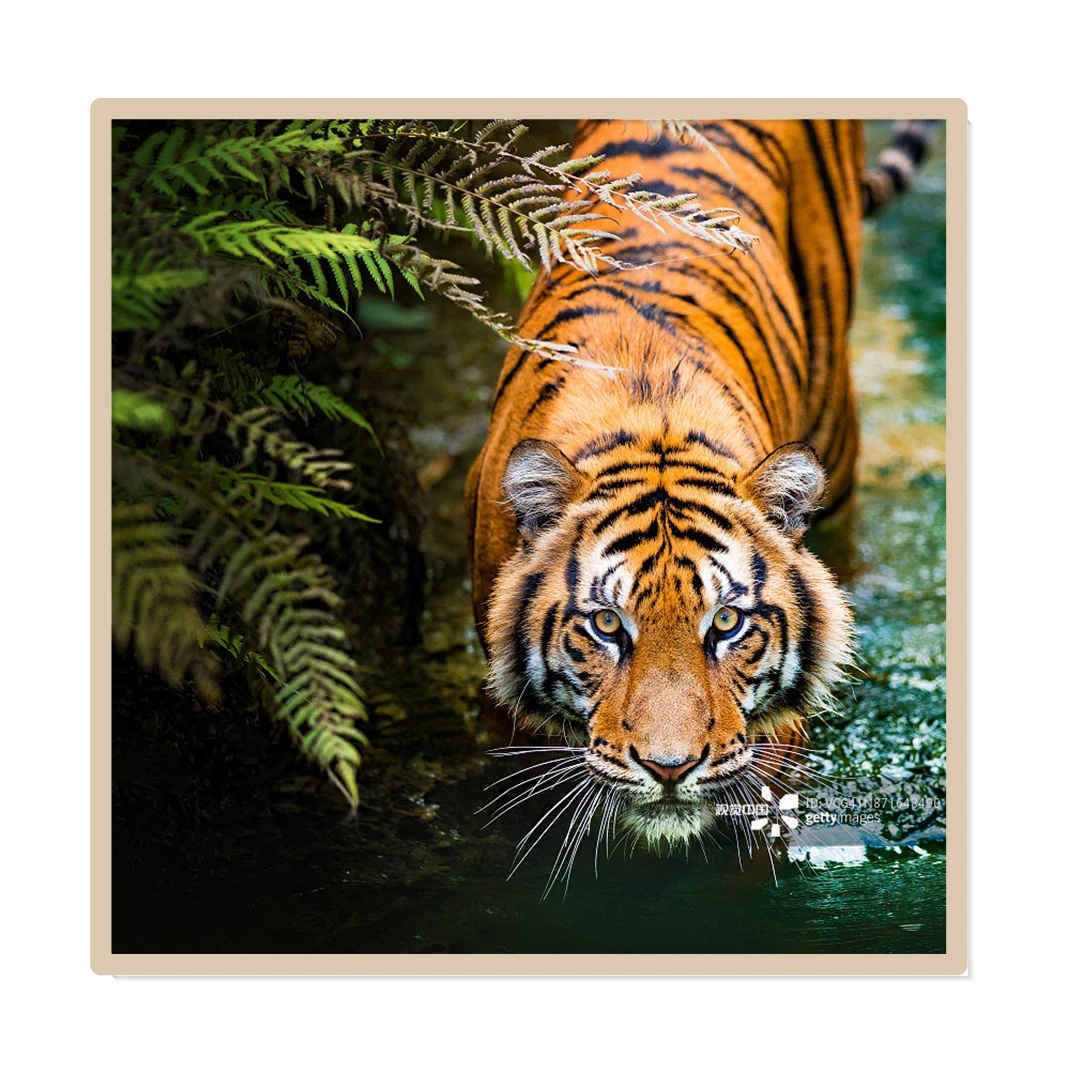 

Светодиодный светильник с изображением тигра