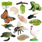 Моделирование животных цикл роста бабочка растение курица жизненный цикл фигурки пластиковые модели экшн-фигурки Развивающие игрушки для детей подарок