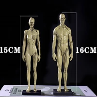mimi 16cm resin human anatomy muscle skeleton model dropshipping
