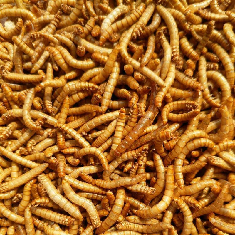 

50-200g Freeze-dried Mealworm Ant Food Nutritious Protein Ant Farm Accessories Anthill Workshop Pet Hamster Fish Bird Snack