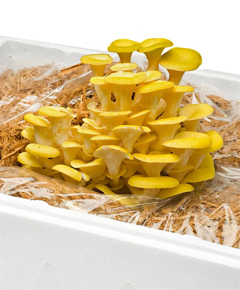 100 шт Искусственные грибы|Цветочные горшки и кадки| |