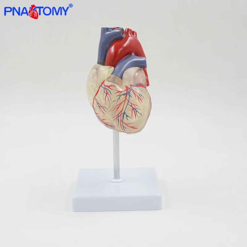 Transparent Human Heart Anatomical Model Life Size Detachable Anatomy Organs Circulation System Medical Supplies and Equipment