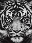 Алмазная живопись 5d с тигром, мозаика сделай сам, полноразмерная, квадратная, круглая, алмазная вышивка стразы, черная, белая картина