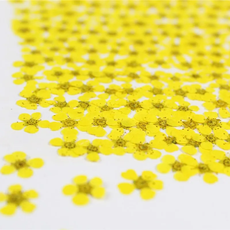 240pcs/Lot Dried Daffodils Flowers for Nail Art Plum Blossom Crafts Pressed Small Narcissus DIY Photo Frame Resin Jewelry | Дом и сад