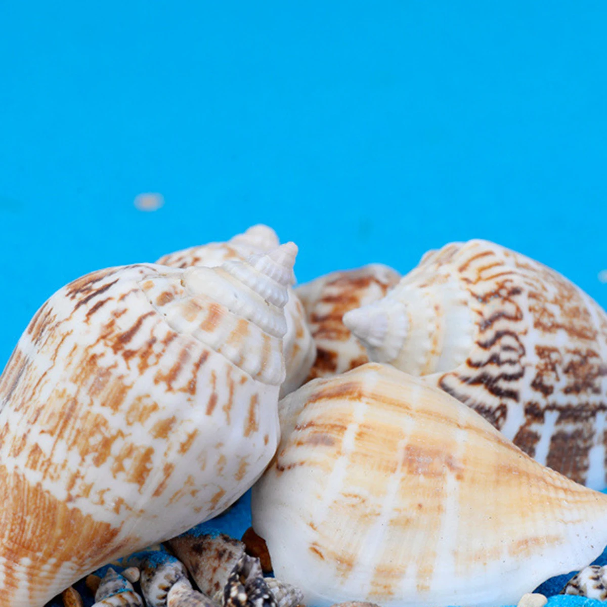 1 упаковка натуральный раковины Морская звезда коралловый риф микро пейзаж